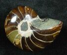 / Inch Nautilus fossil from Madagascar #3690-1